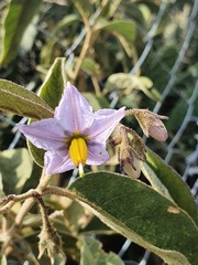 Solanum campylacanthum