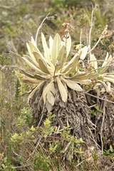 Espeletia