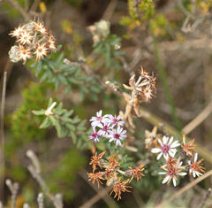 Linochilus phylicoides