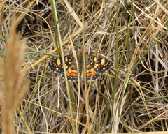 Phyciodes pulchella camillus