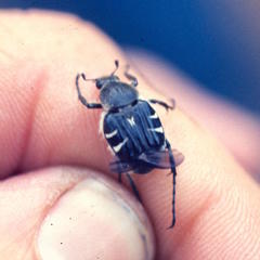 Trichiotinus texanus