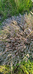 Euphorbia melanadenia
