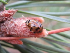Harmonia quadripunctata