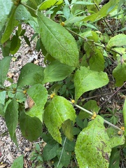 Triosteum aurantiacum