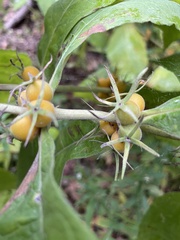 Triosteum aurantiacum