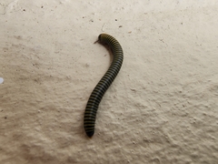 Anadenobolus monilicornis