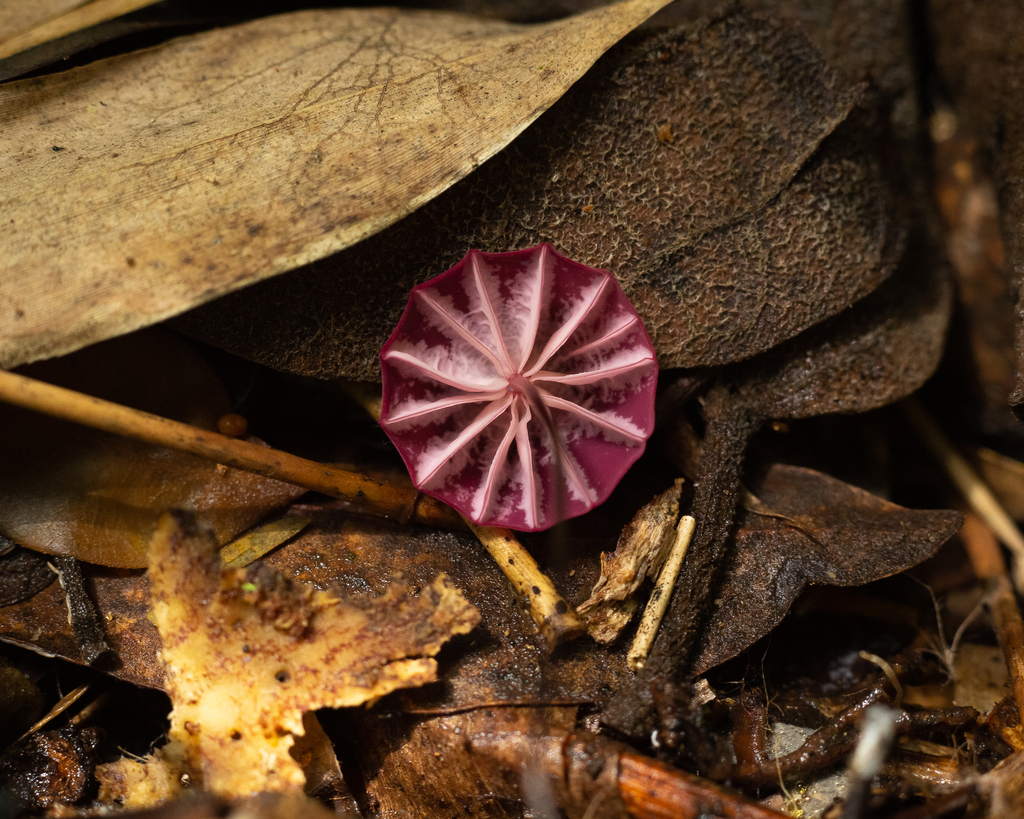 Marasmius haematocephalus · October 2022 · photo: © deniszabin (iNaturalist, cc-by)