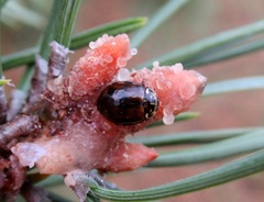 Harmonia quadripunctata
