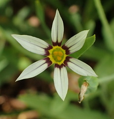 Sisyrinchium micranthum