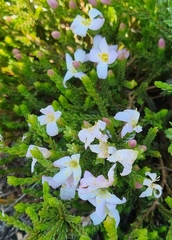 Lachnaea