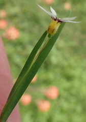 Sisyrinchium micranthum