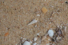 Turritellinella tricarinata