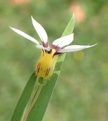 Sisyrinchium micranthum