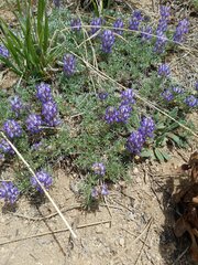 Lupinus breweri