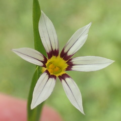 Sisyrinchium micranthum