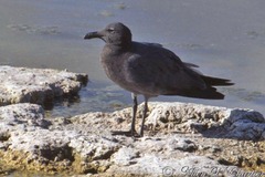 Leucophaeus fuliginosus