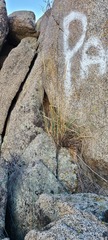 Bouteloua curtipendula
