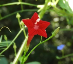 Ipomoea quamoclit