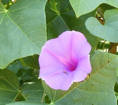 Ipomoea pedicellaris