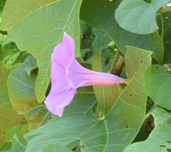 Ipomoea pedicellaris