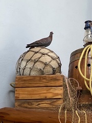 Columba guinea phaeonota
