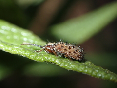 Dicladispa occator