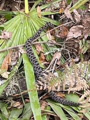 Sistrurus miliarius