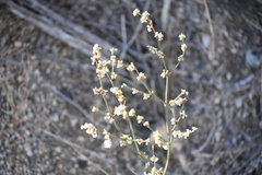 Eriogonum gracile