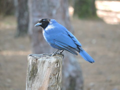 Cyanocorax caeruleus
