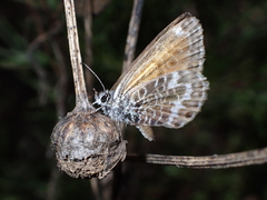 Cyclyrius webbianus