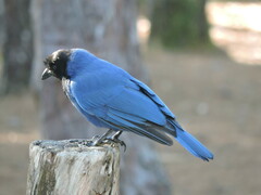Cyanocorax caeruleus