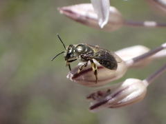 Lasioglossum viride