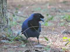 Cyanocorax caeruleus