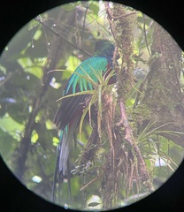 Pharomachrus mocinno