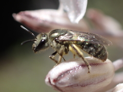 Lasioglossum viride