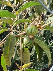 Solanum campylacanthum