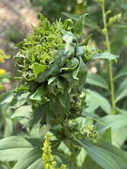 Rhopalomyia capitata