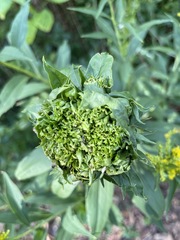 Rhopalomyia capitata