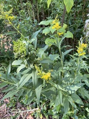 Rhopalomyia capitata
