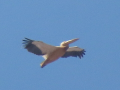 Pelecanus onocrotalus
