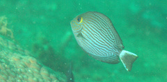 Acanthurus mata