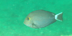 Acanthurus mata