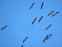 Pelecanus onocrotalus