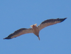 Pelecanus onocrotalus