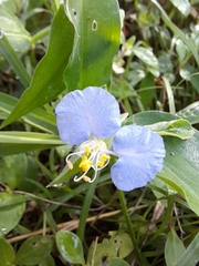 Commelina