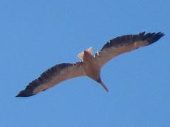Pelecanus onocrotalus