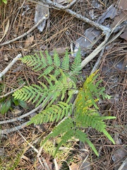 Pteridium aquilinum pseudocaudatum