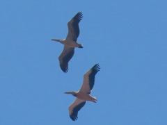 Pelecanus onocrotalus