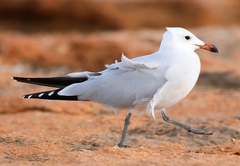 Ichthyaetus audouinii