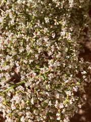 Eriogonum corymbosum